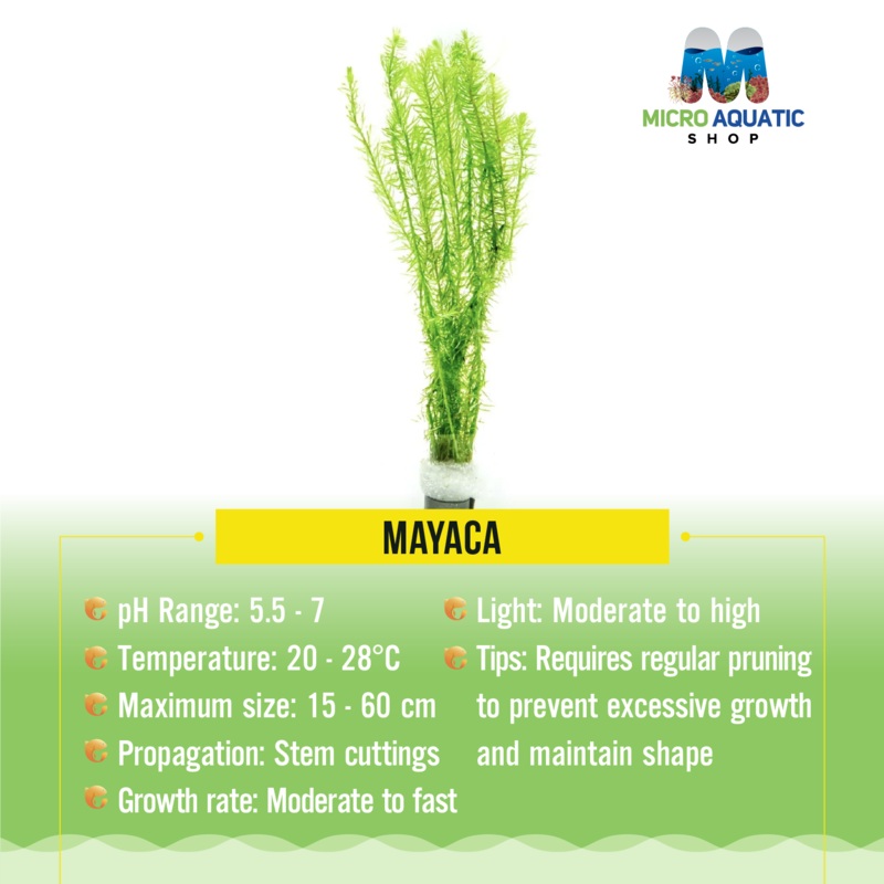 Mayaca