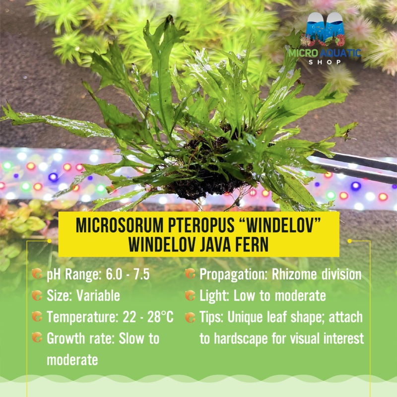 Microsorum pteropus Windelov - Windelov Java Fern