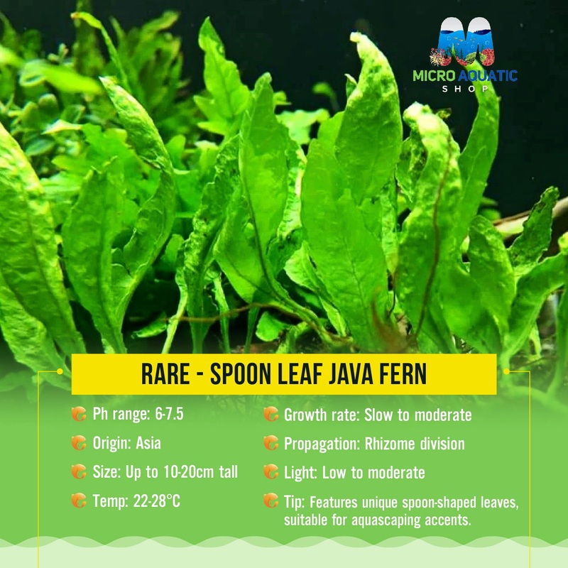 Rare - Spoon Leaf Java Fern
