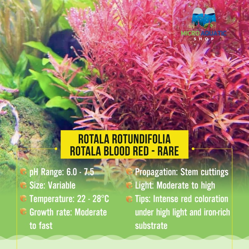 Rotala Blood Red - Rare