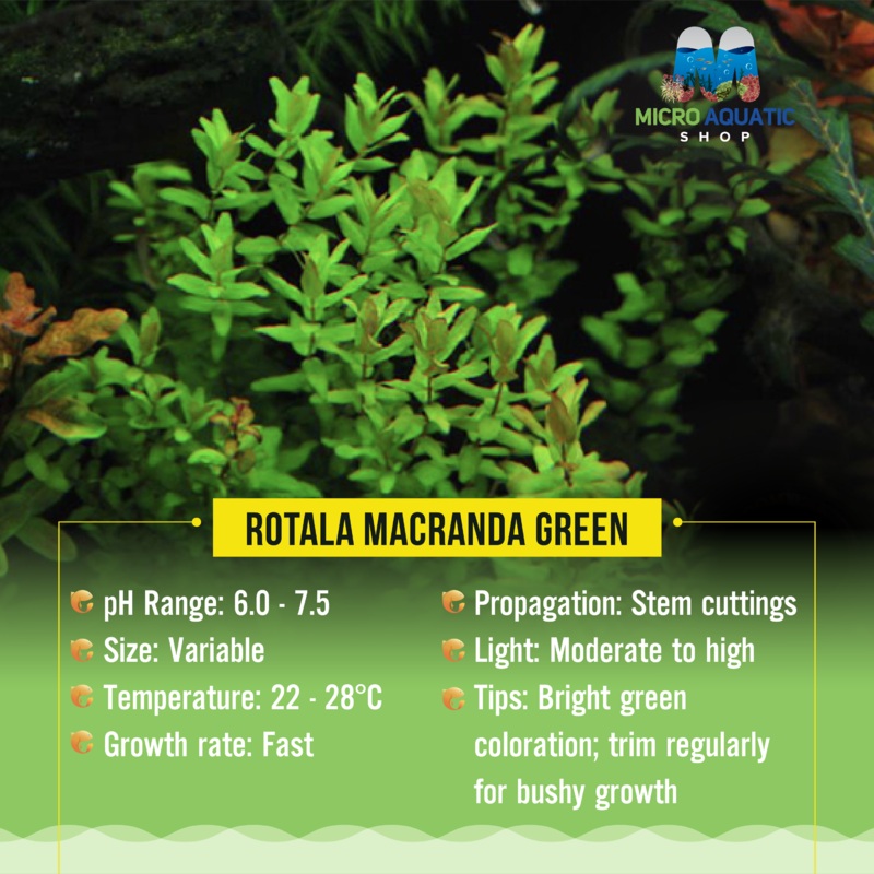 Rotala macranda green