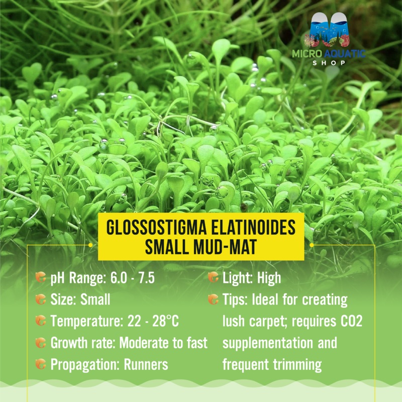 Tissue Culture -Glossostigma elatinoides - Small mud-mat
