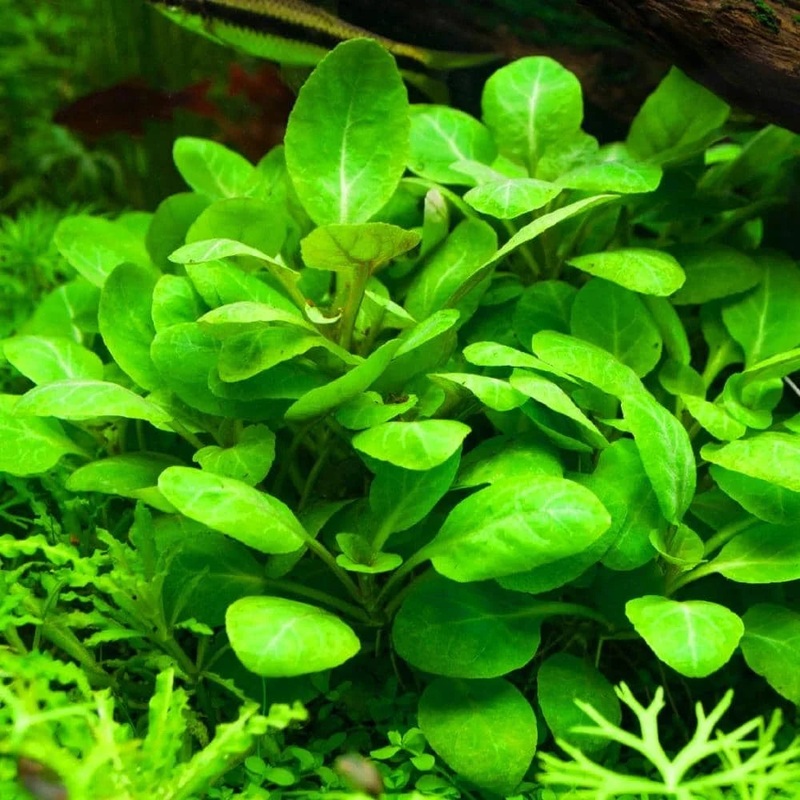 Tissue Culture -Lobelia cardinalis