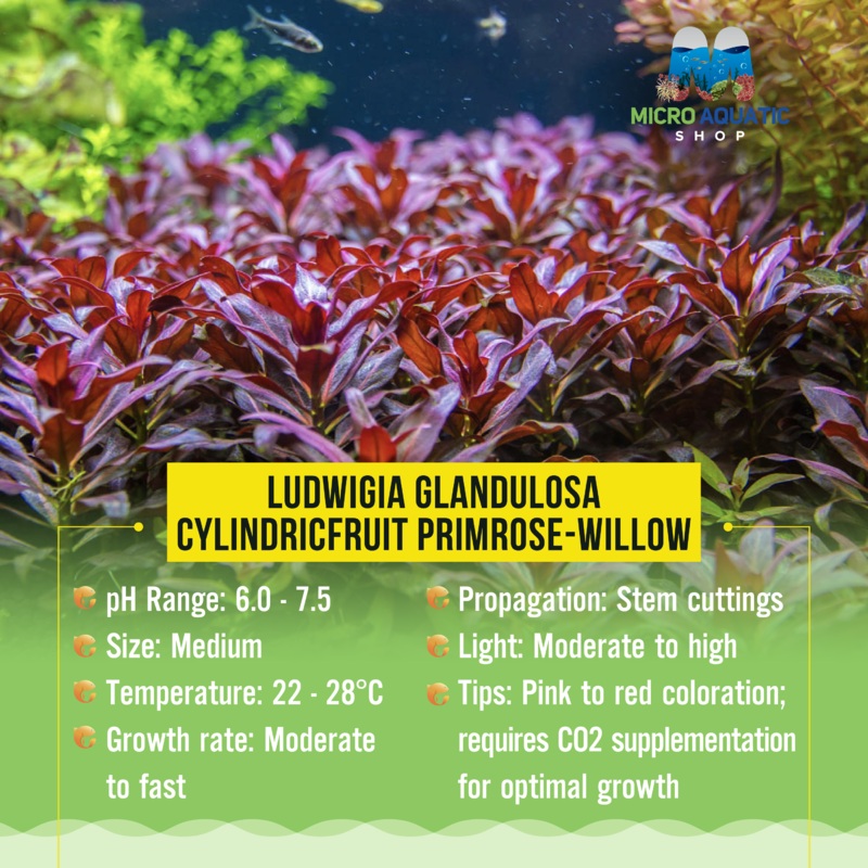 Tissue Culture-Ludwigia Glandulosa