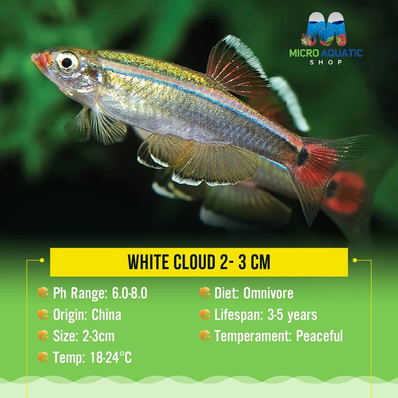 White Cloud 2- 3 cm