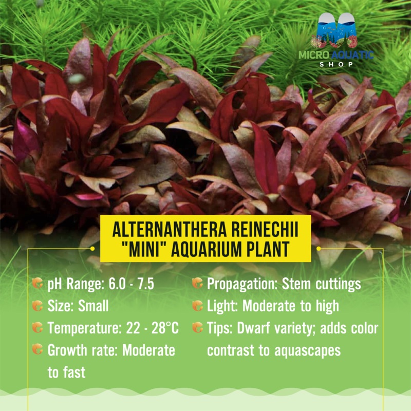 Alternanthera Reinechii "mini" -Front  & Mid Ground