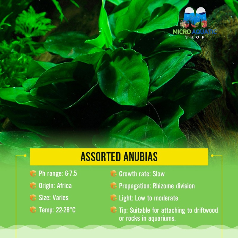 Assorted Anubias 5cm Pot