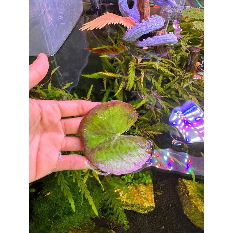 Banana Lily - Nymphoides Aquatica