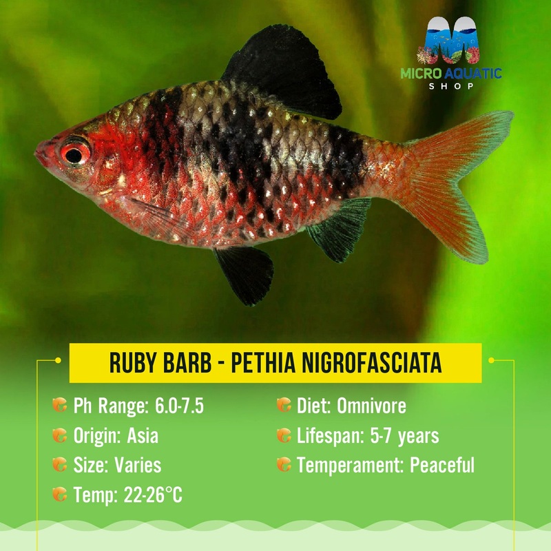 Barb - Ruby 3cm