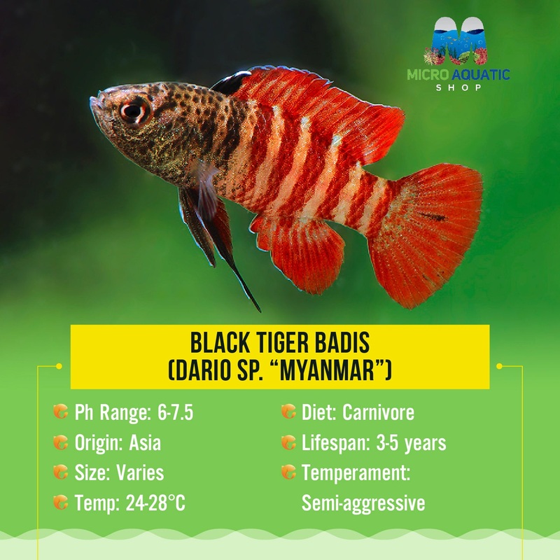 Black Tiger Badis (Dario sp. Myanmar)