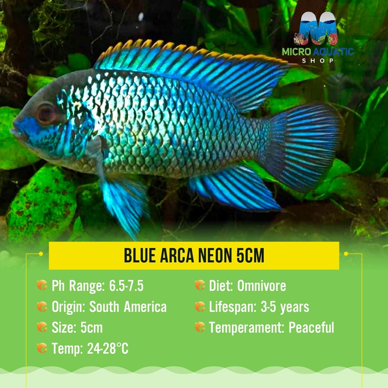 Blue Arca Neon 4cm