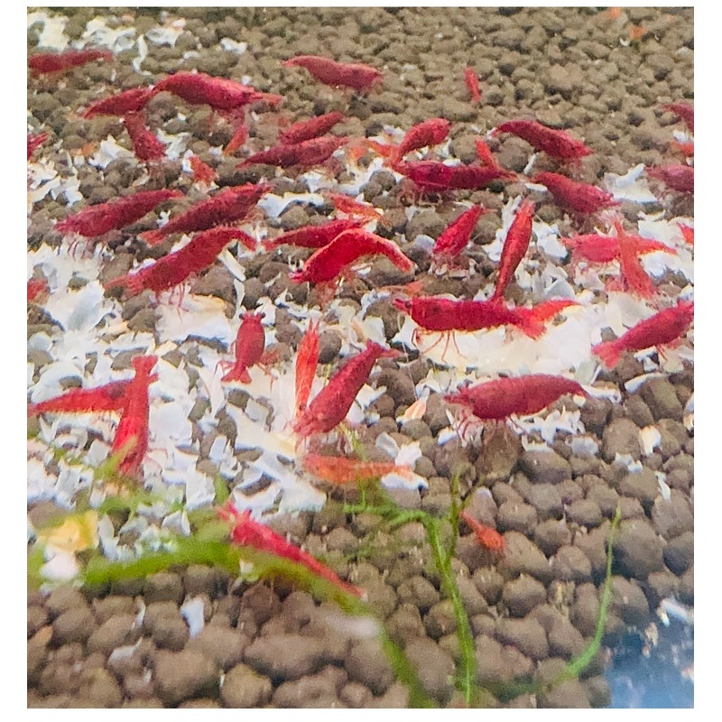 Bulk Buy Food - Shrimp Snow