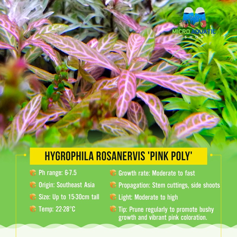 Buy 3 Get 1 Free Hygrophila rosanervis 'Pink Poly'