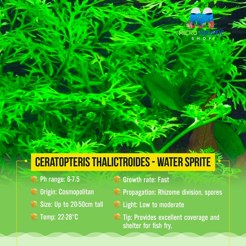 Ceratopteris Thalictroides - Water Sprite