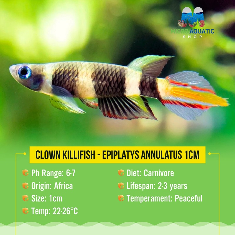 Clown Killifish - Epiplatys annulatus  2cm