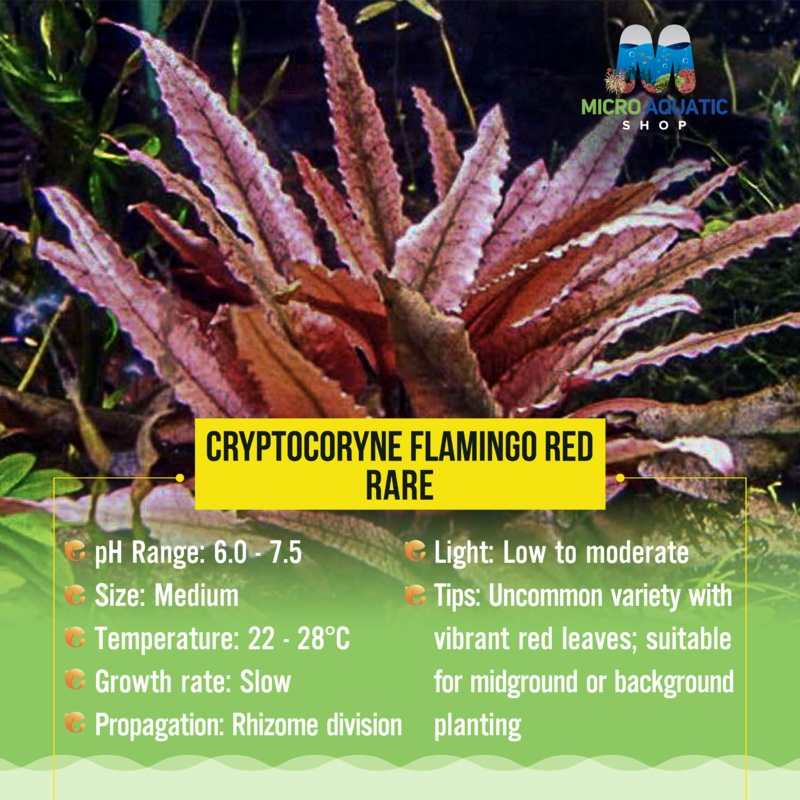 Cryptocoryne Flamingo Red - Rare