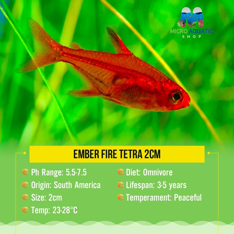 Ember Tetra 2cm