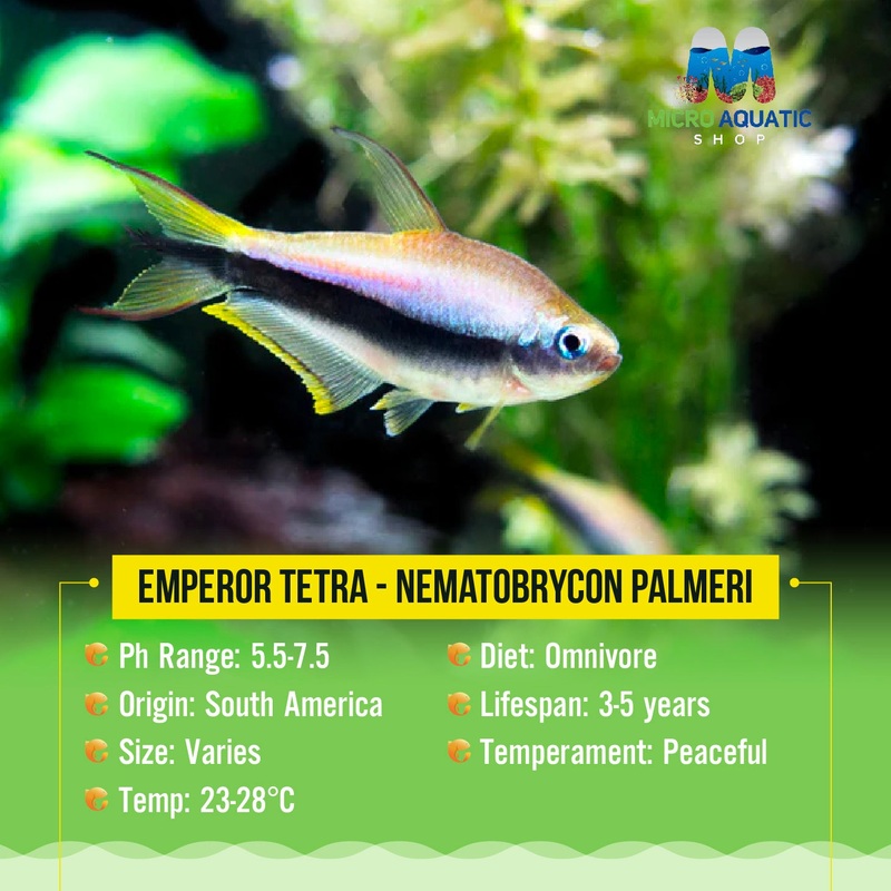 Emperor Tetra - Nematobrycon palmeri 2cm