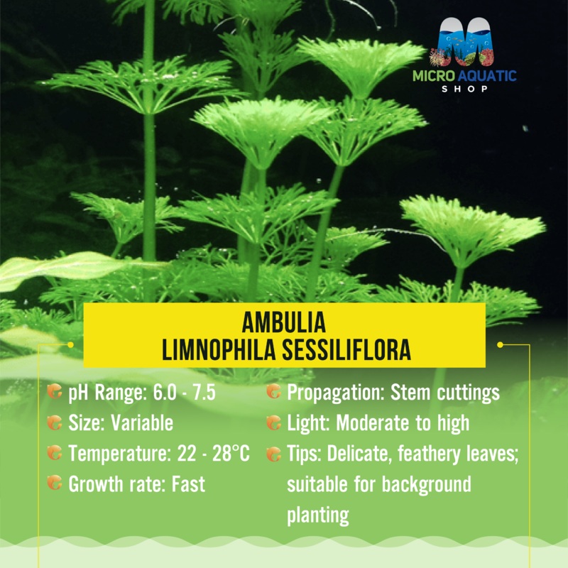 Flash Sale Ambulia - Limnophila sessiliflora