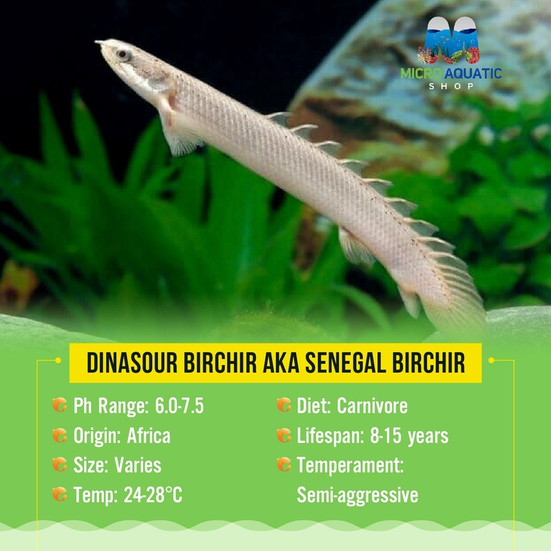 Flash Sale Dinasour Birchir aka Senegal Birchir