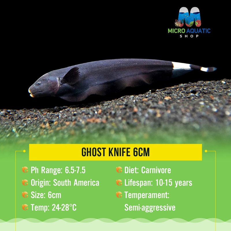 Ghost Knife 6cm