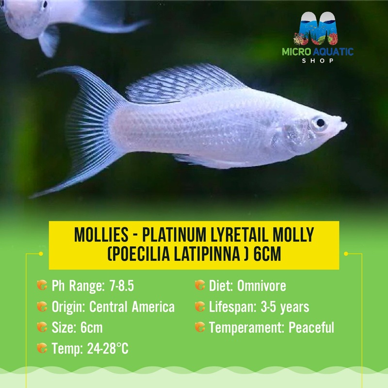 Mollies   Platinum Lyretail Molly (Poecilia latipinna ) 6cm