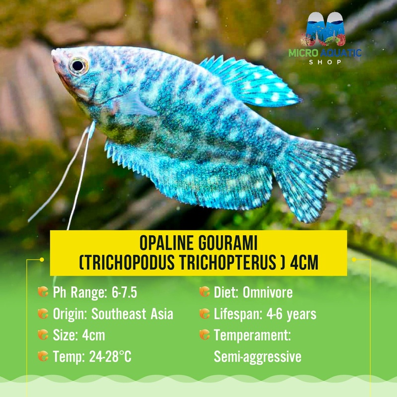Opaline Gourami (Trichopodus trichopterus ) 5cm