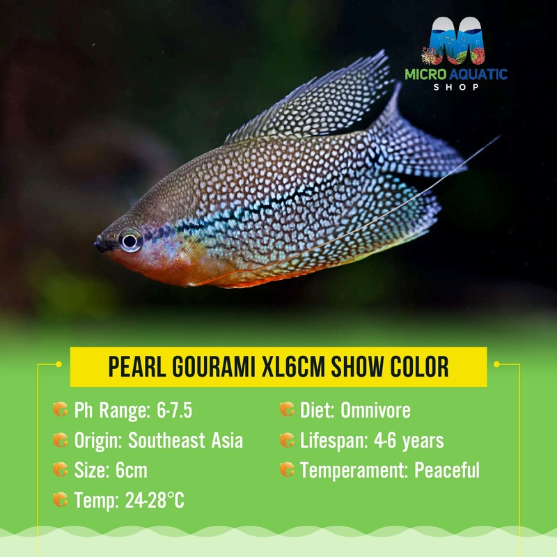 Pearl Gourami 5cm