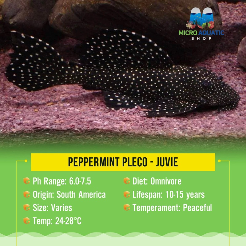 Peppermint Pleco