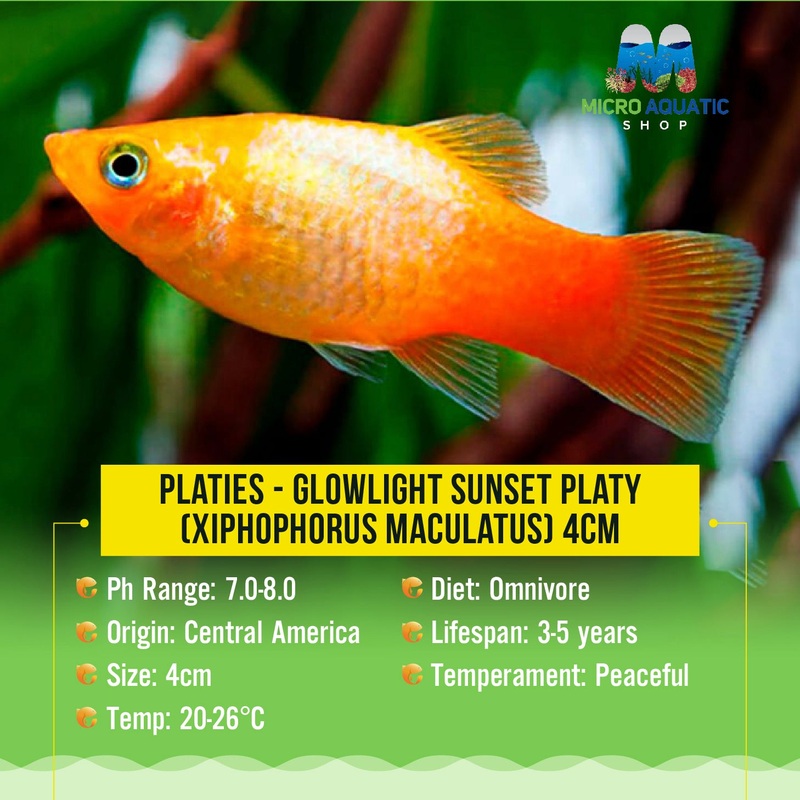Platies  Glowlight Sunset Platy (Xiphophorus maculatus) 2-3cm