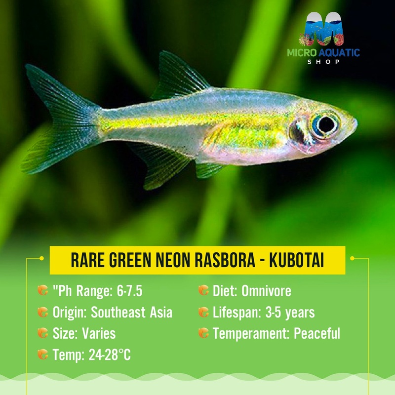 Rare Green Neon Rasbora - Kubotai