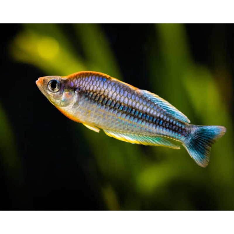 Rare - Pygmae Rainbowfish (Melanotaenia pygmaea ) 2cm
