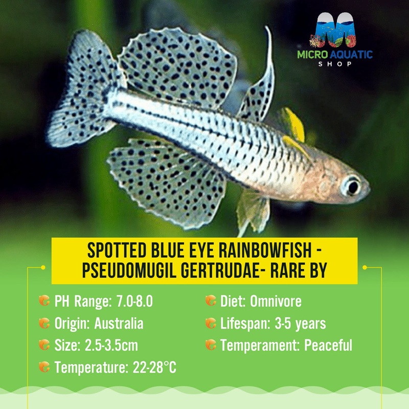 Spotted Blue Eye - Pseudomugil Gertrudae- Rare 2cm