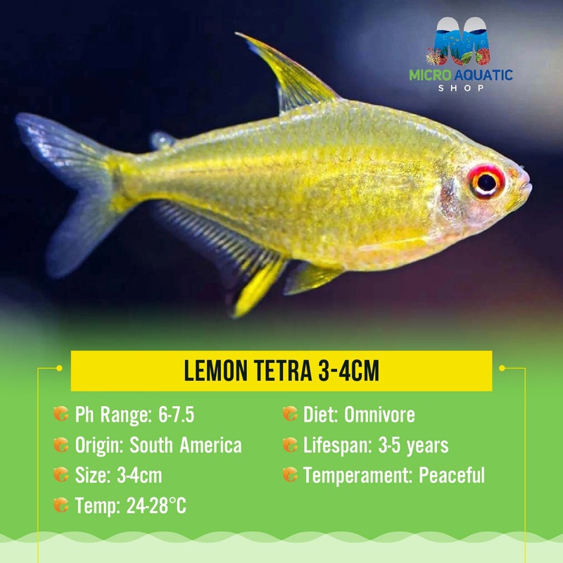 Tetra- Lemon 3cm