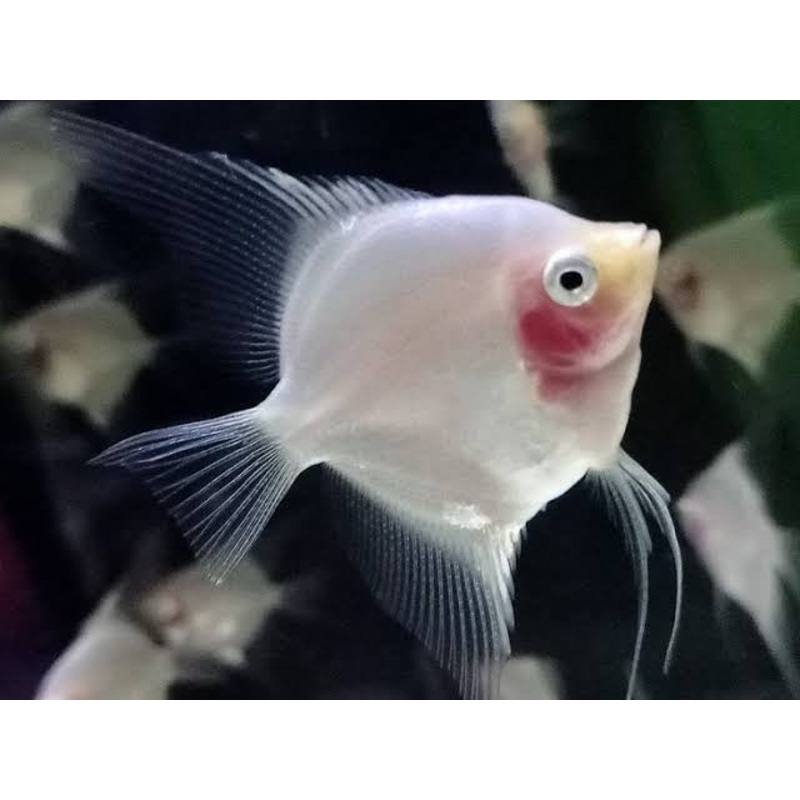 Angel Fish - Blushing Cheek 4cm
