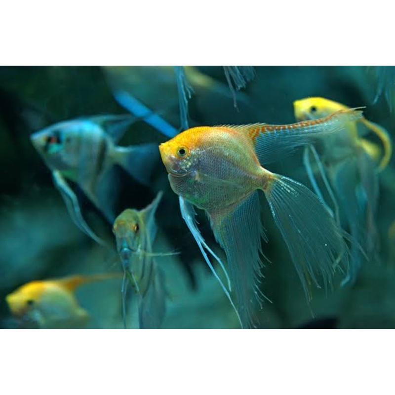 Angel fish - Golden Veiltail