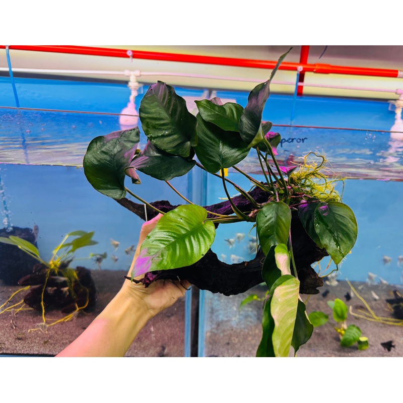 Anubias on Large Driftwood 30cm