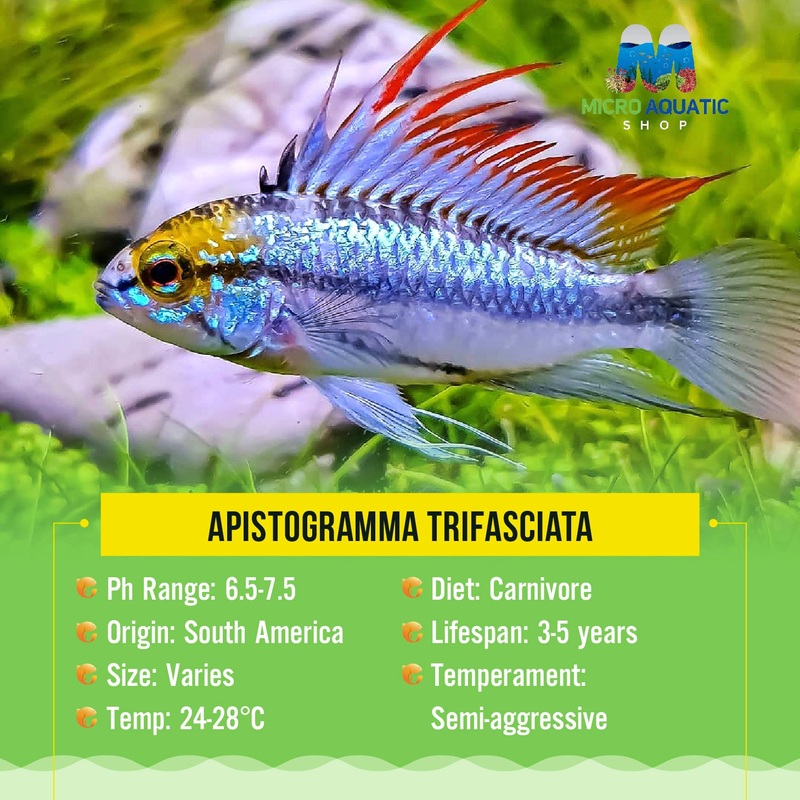 Apistogramma Trifasciata (A)