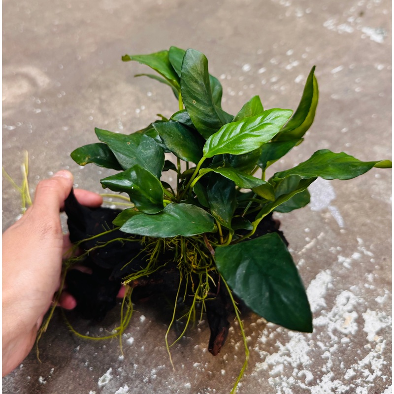 Assorted Anubias on Medium Driftwood