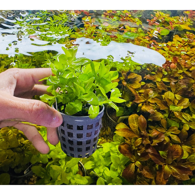 Assorted Plant Pot - Aquatic Plant