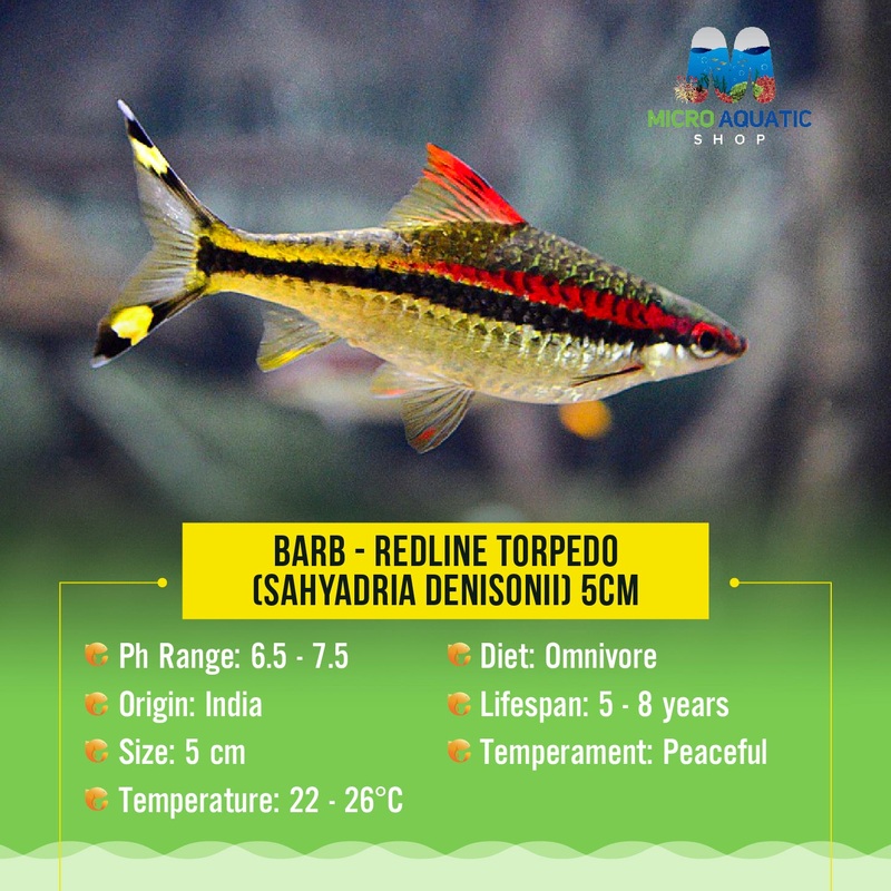Barb  Redline Torpedo (Sahyadria denisonii) 5-6cm