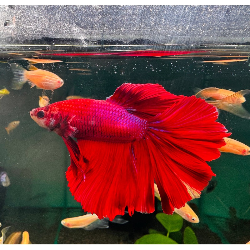 Betta Male - A Grade Half Moon 1