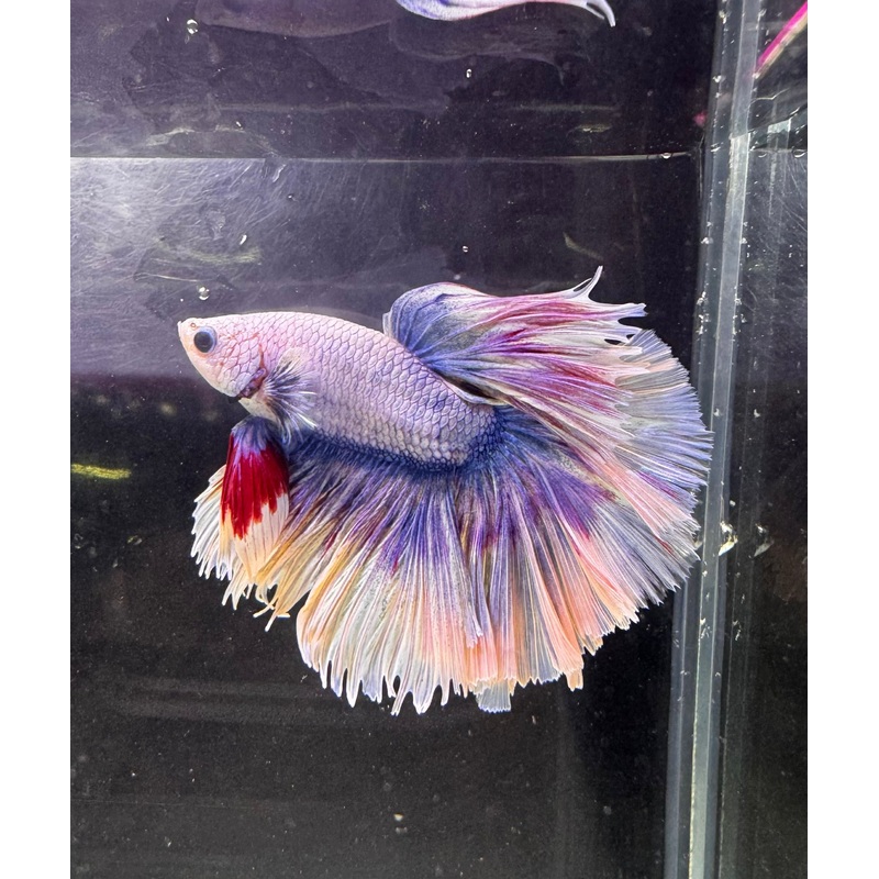 Betta Male - A Grade Half Moon Dreammy