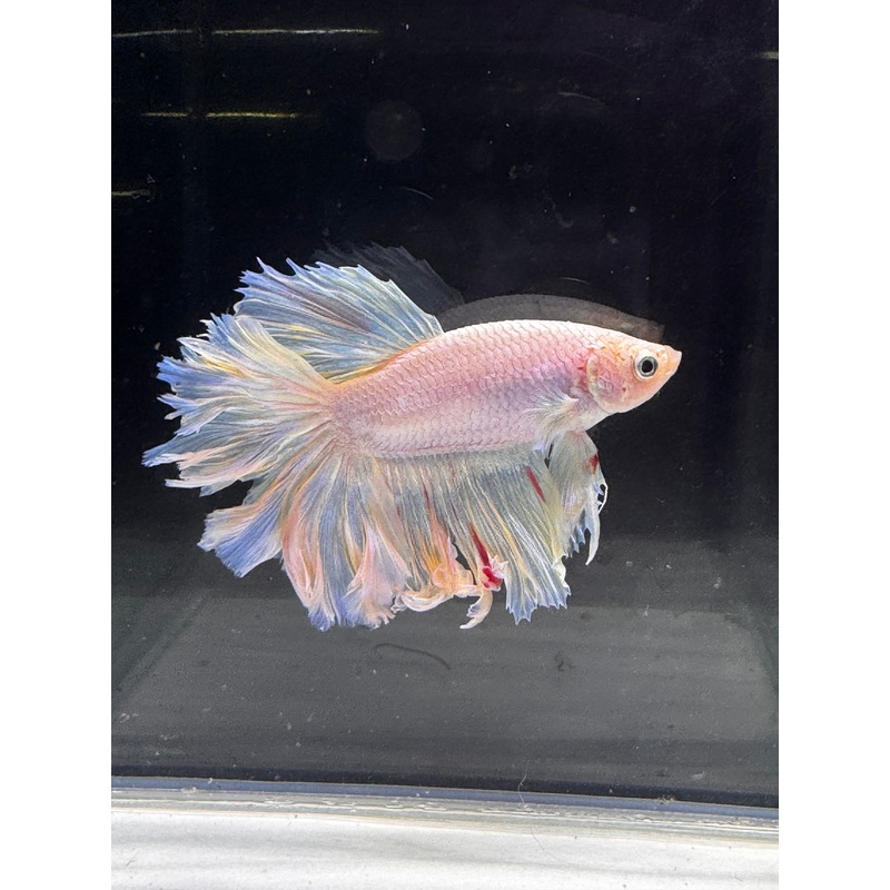 Betta Male - A Grade Half Moon Fairy Tales