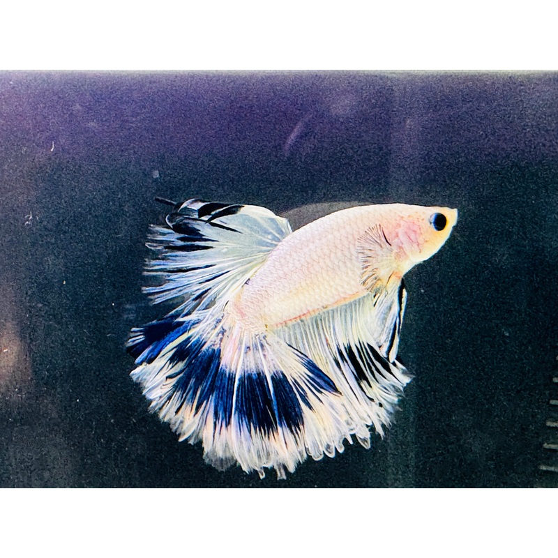 Betta Male - A Grade Half Moon Fairy Tales 2