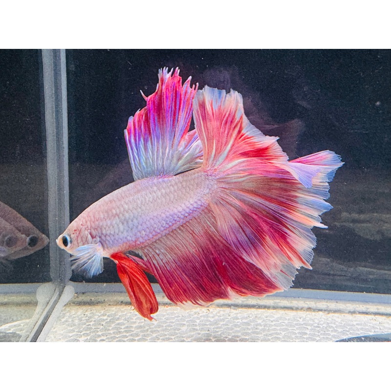 Betta Male - A Grade Half Moon Love Prince