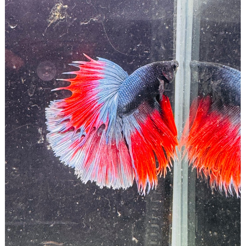 Betta Male - A Grade Half Moon Red & Blue