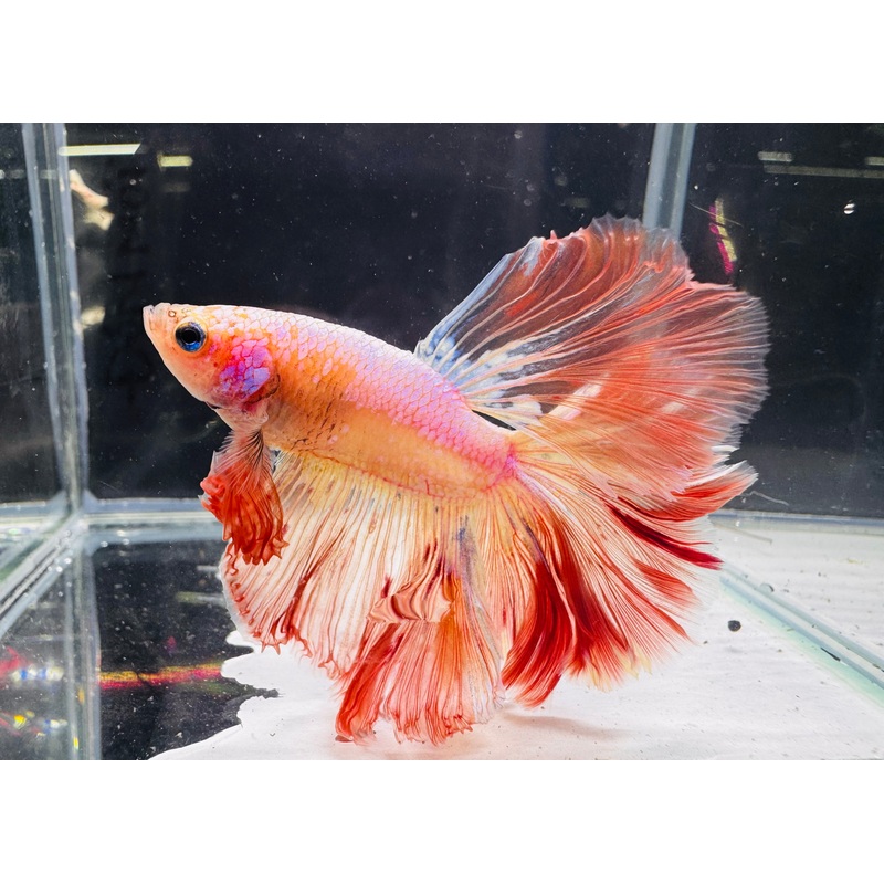Betta Male - A Grade Half Moon Rose Gold