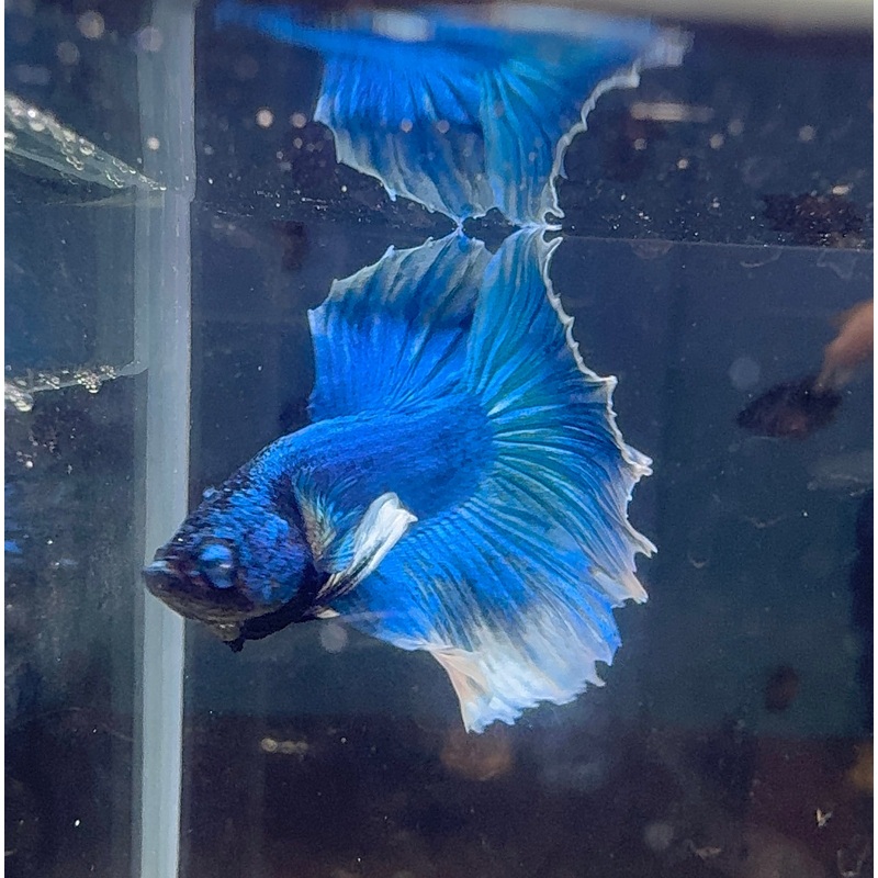 Betta Male - A Grade Half Moon Steel Blue