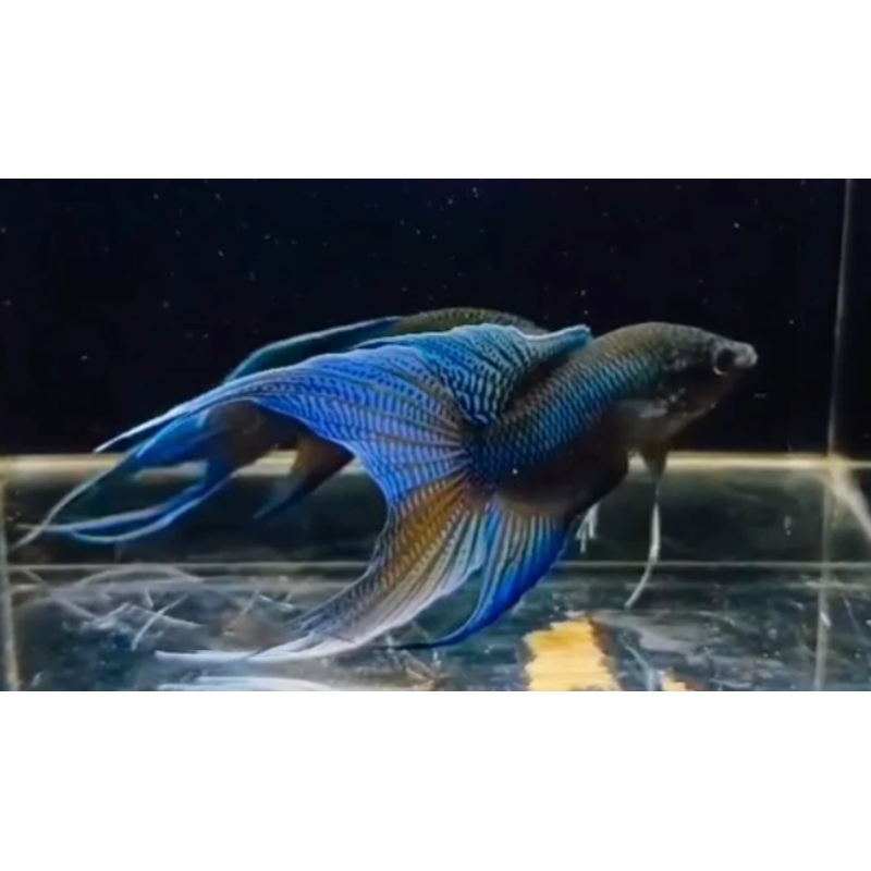 Blue Black Snakeskin Paradise Fish